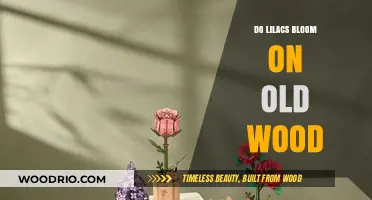 Do Lilacs Bloom on Old Wood? Uncovering the Truth