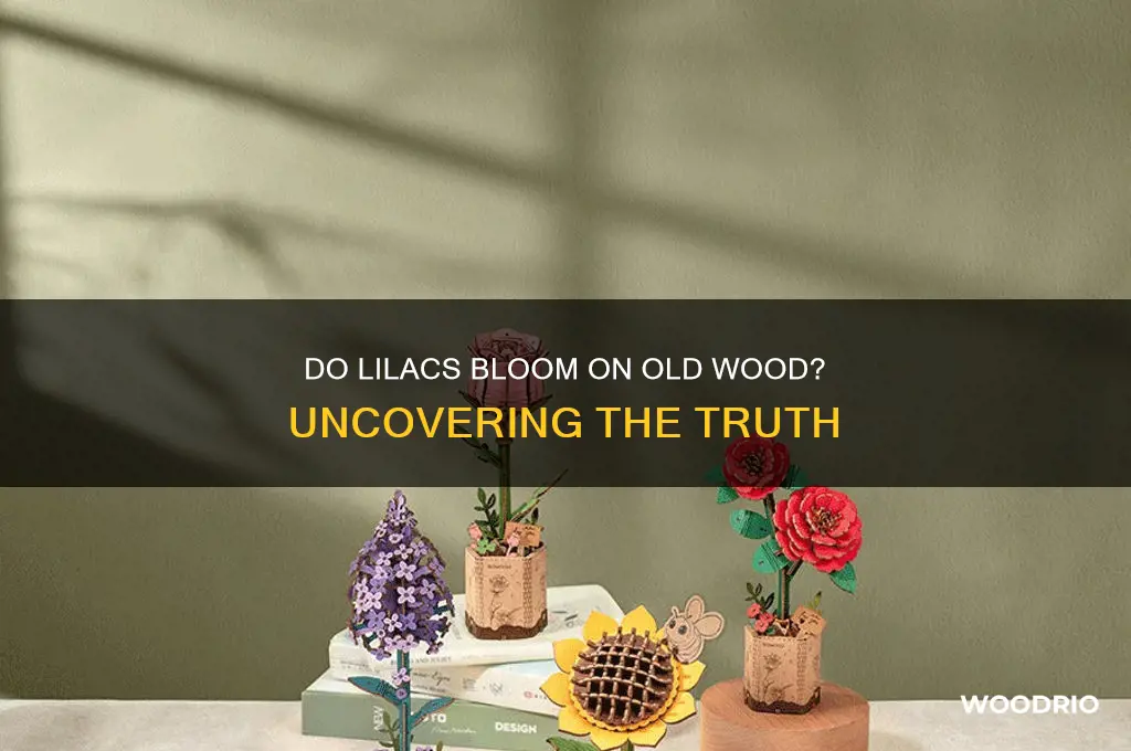 do lilacs bloom on old wood