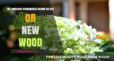Limelight Hydrangeas: Blooming on Old or New Wood Explained