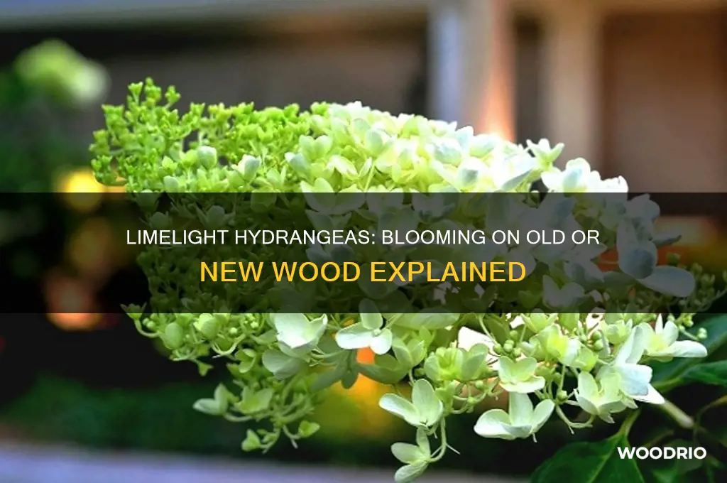 do limelight hydrangeas bloom on old or new wood
