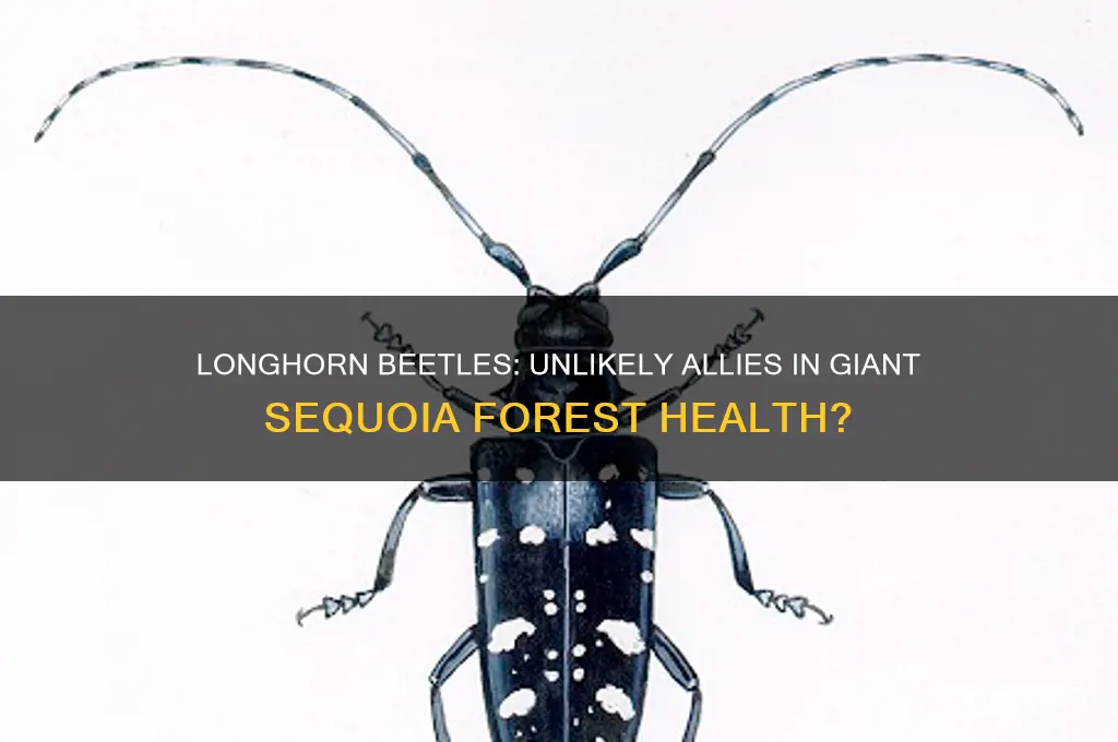 do long horned wood boring beetles help giant seqouias