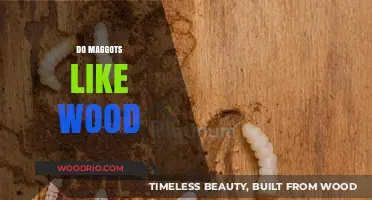 Nature's Cleanup Crew: Do Maggots Really Like Wood?