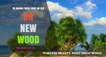 Mango Trees: Fruiting on Old Wood or New Growth?