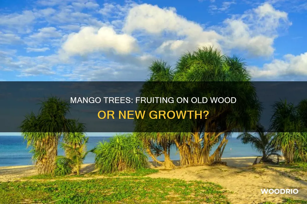 do mango trees fruit on old or new wood