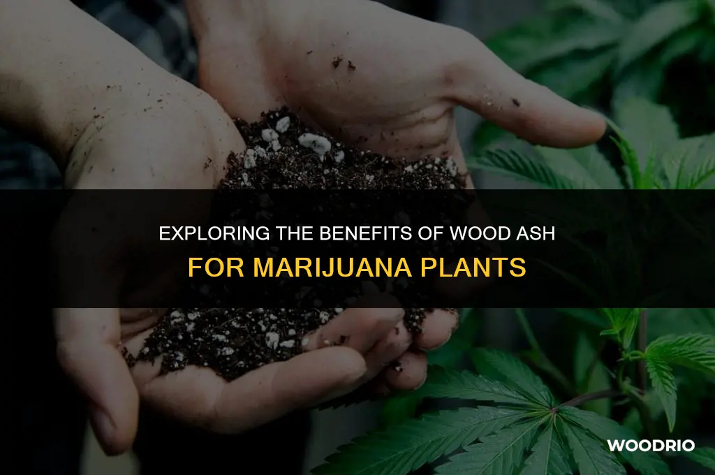 do marijuana plants like wood ash