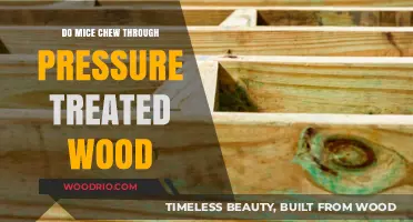 Can Mice Gnaw Through Pressure-Treated Wood? Facts and Myths