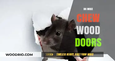 Do Mice Really Chew Through Wood Doors? Facts and Myths