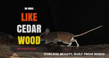 Exploring Rodent Preferences: Do Mice Really Like Cedar Wood?