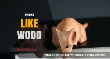 Exploring the Love Affair Between Mice and Wood: Facts and Myths