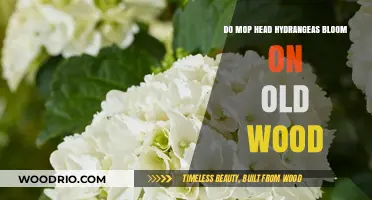 Hydrangea Blooming Secrets: Do Mop Heads Flower on Old Wood?