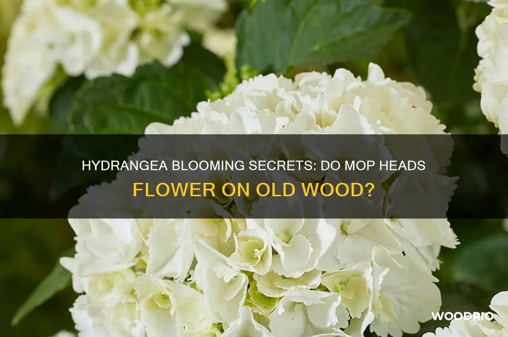 do mop head hydrangeas bloom on old wood