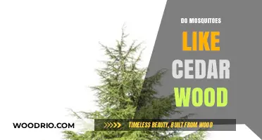 Nature's Buzz: Do Mosquitoes Find Cedar Wood Irresistible?