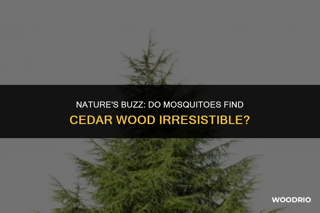 do mosquitoes like cedar wood