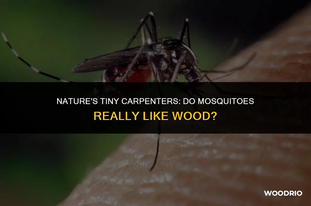 do mosquitoes like wood