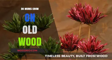Do Mums Thrive on Old Wood? Unveiling the Truth for Gardeners