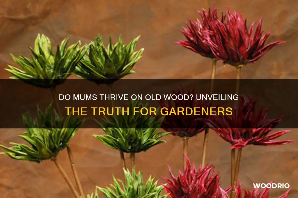 do mums grow on old wood