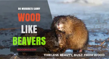 Nature's Architects: Do Muskrats Carry Wood Like Beavers?