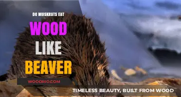 Nature's Architects: Do Muskrats Share Beavers' Wood-Eating Habits?