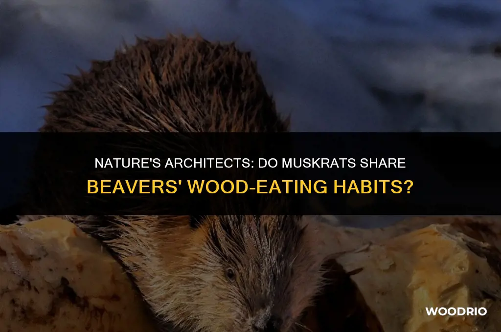 do muskrats eat wood like beaver