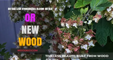 Oak Leaf Hydrangeas: Blooming on Old or New Wood?