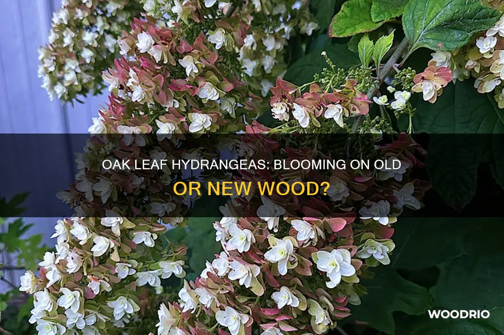 do oak leaf hydrangeas bloom on old or new wood