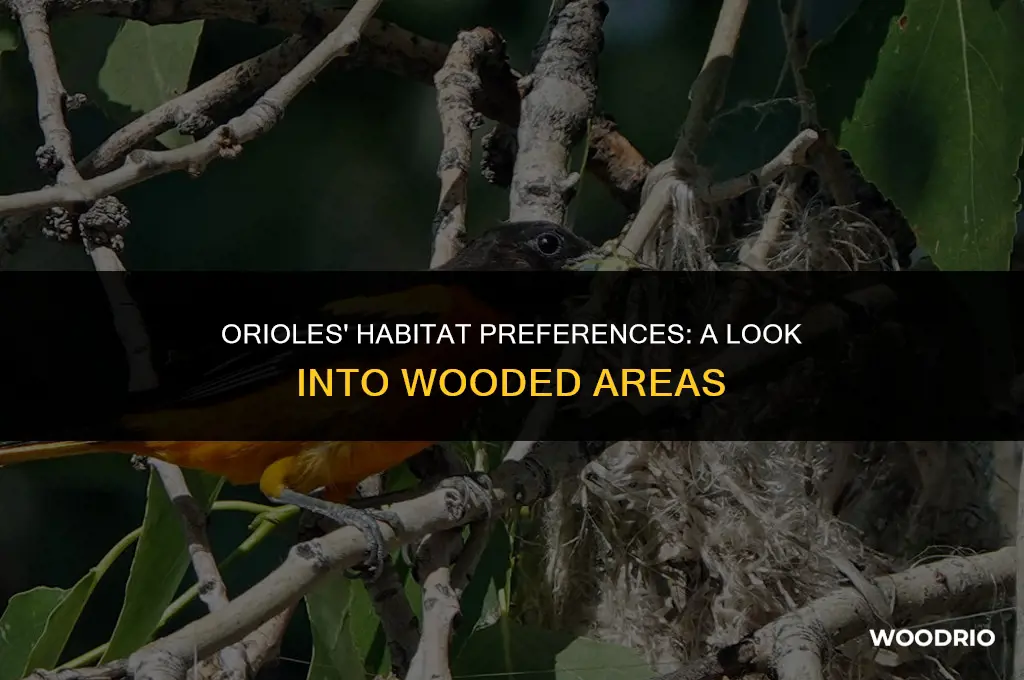 do orioles like wooded areas