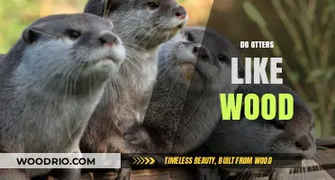 Exploring Otter Preferences: A Deep Dive into Their Love for Wood