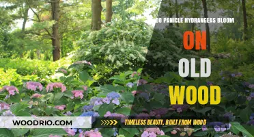 Panicle Hydrangeas: Blooming Secrets of Old Wood Revealed