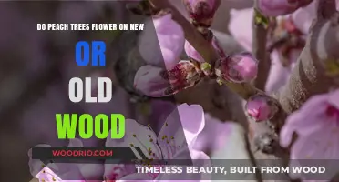 Peach Trees: Blooming on New Growth or Old Wood?