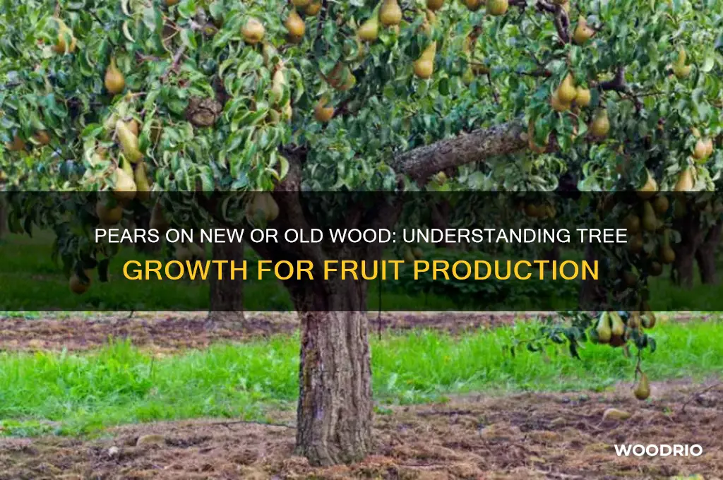 do pears grow on new or old wood