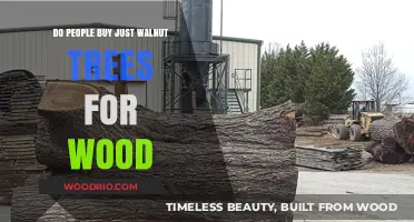 Walnut Trees: Are They Purchased Solely for Their Valuable Wood?