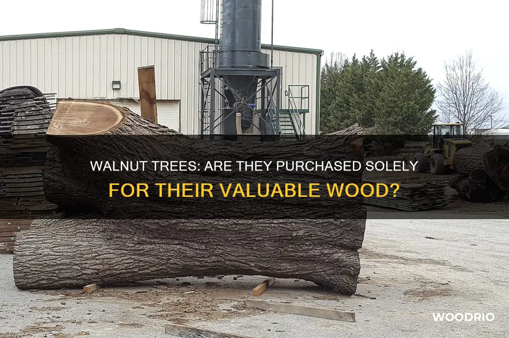 do people buy just walnut trees for wood