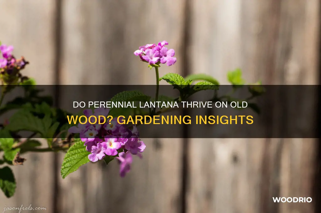do perennial lantana grow on old wood