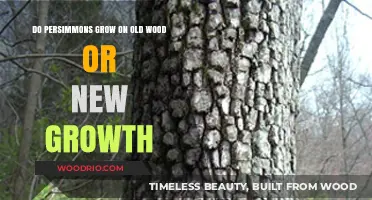 Persimmon Growth Secrets: Old Wood vs. New Growth Explained