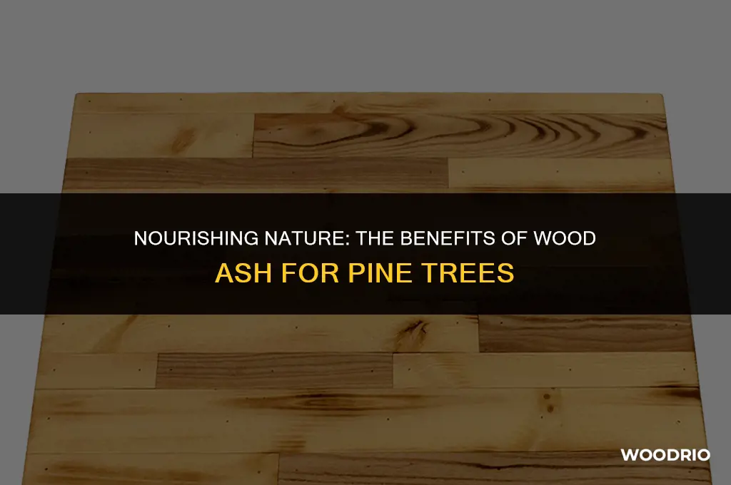 do pine trees like wood ash