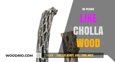 Plecos' Preference: A Deep Dive into Their Love for Cholla Wood