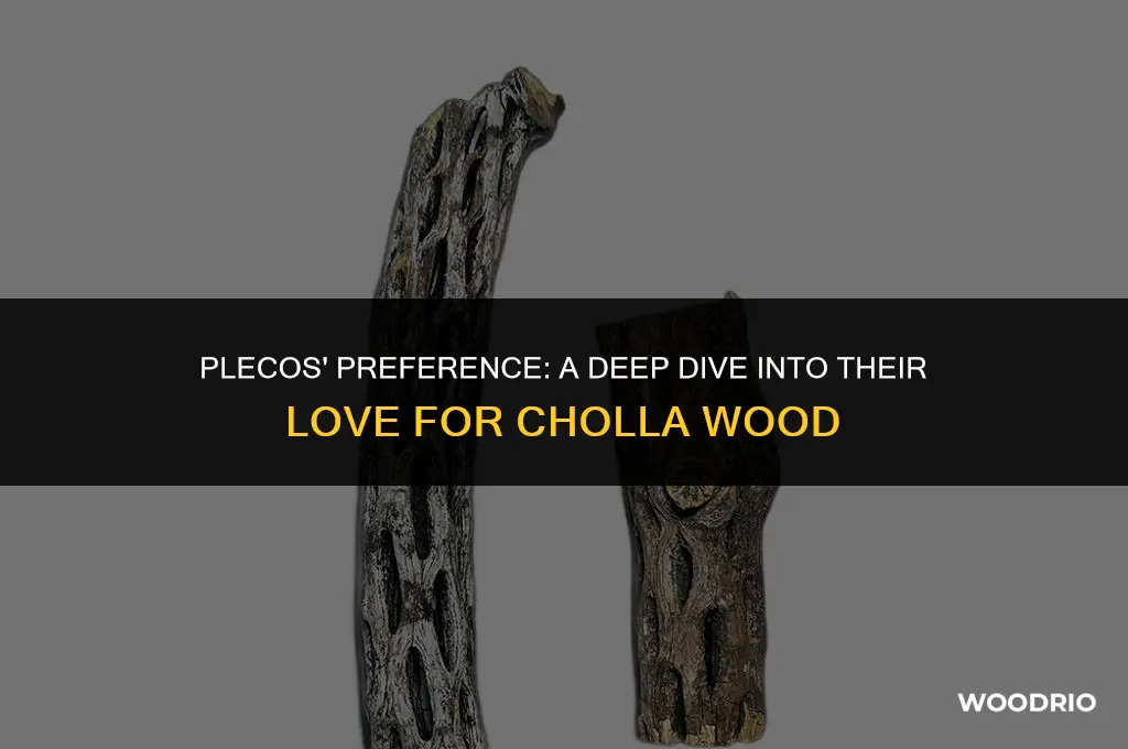 do plecos like cholla wood