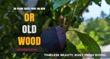 Plum Trees: Fruiting on New vs. Old Wood Explained