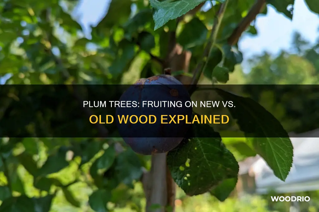 do plum trees fruit on new or old wood