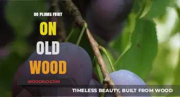 Do Plums Fruit on Old Wood? Unraveling the Mystery of Plum Trees