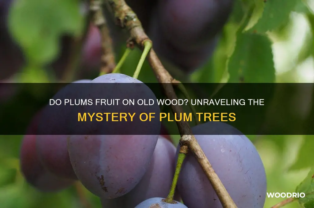 do plums fruit on old wood
