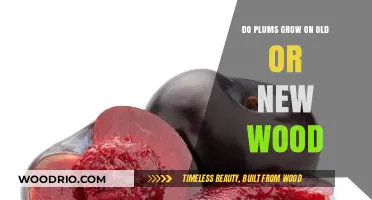 Do Plums Grow on Old or New Wood? Unraveling the Mystery