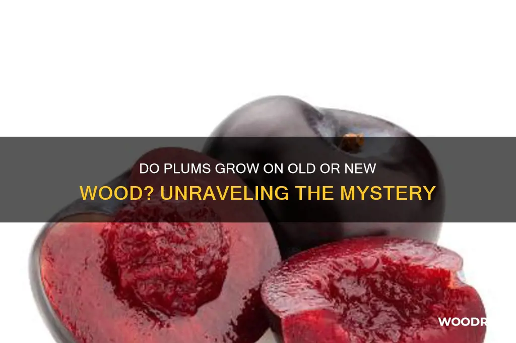 do plums grow on old or new wood
