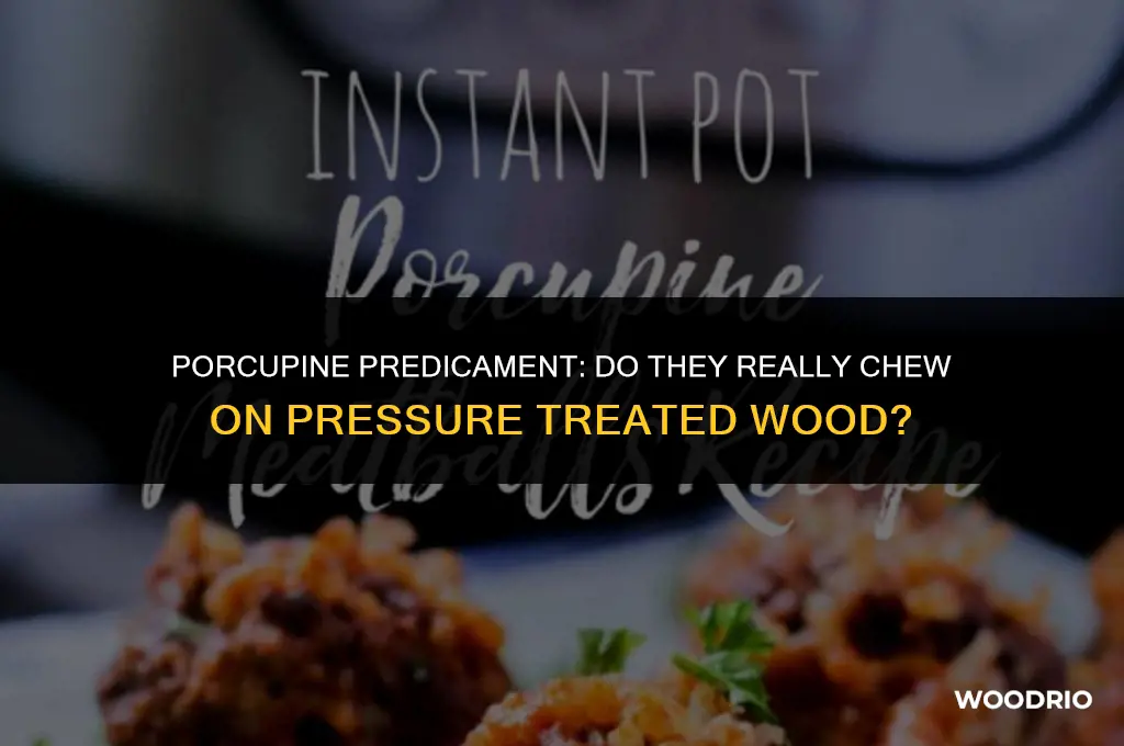 do porcupines chew on pressure treated wood