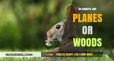Exploring Rabbit Preferences: Planes, Woods, or Something Else?