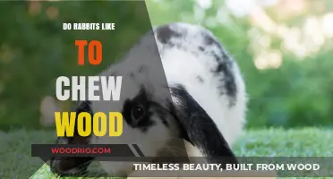 Woody Delights: Do Rabbits Really Enjoy Chewing Wood?