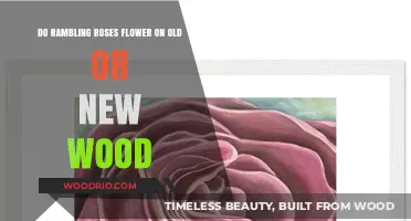 Rambling Roses: Blooming on Old Wood or New Growth?