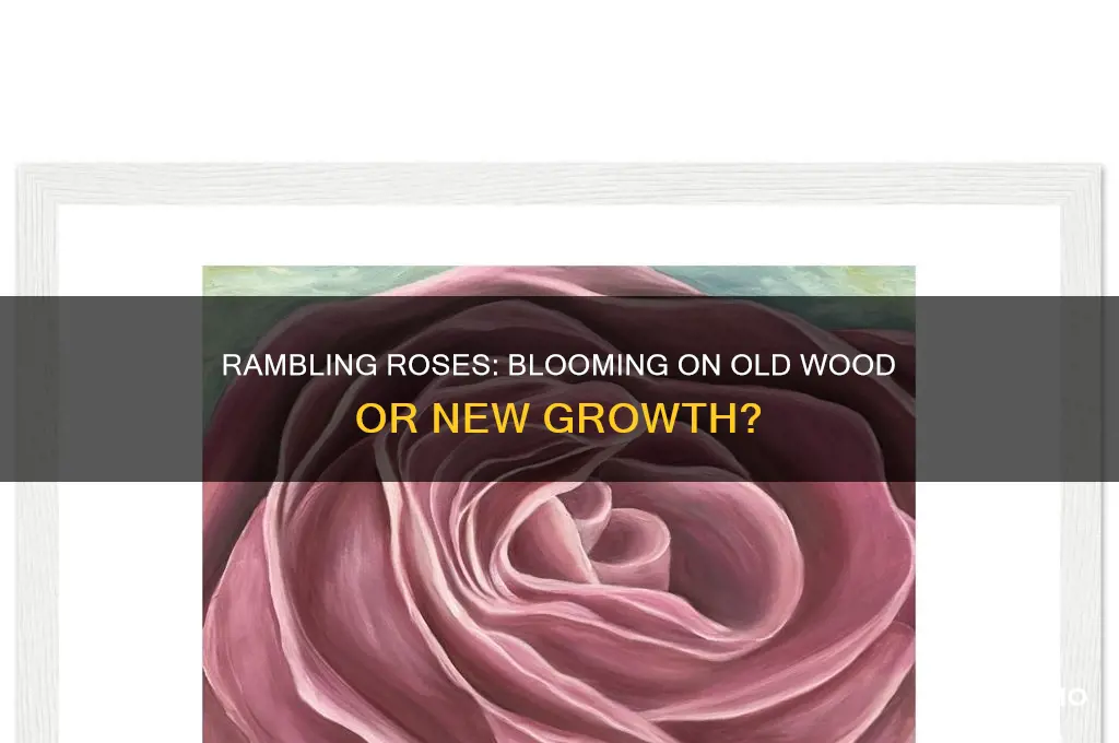 do rambling roses flower on old or new wood