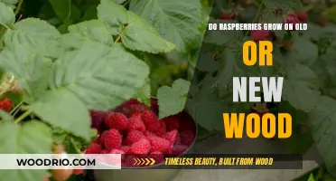 Raspberries: Understanding Growth Habits on Old vs. New Wood