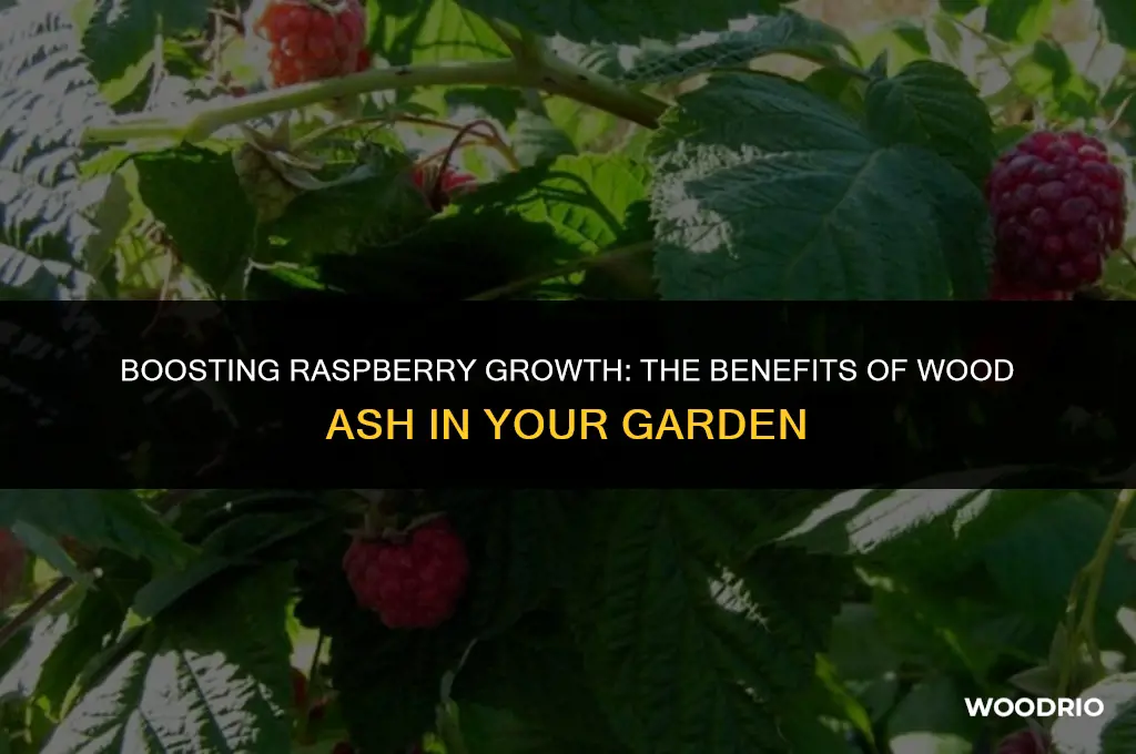 do raspberry plants like wood ash